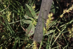 Euphorbia davidii