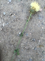 Centaurea carduiformis