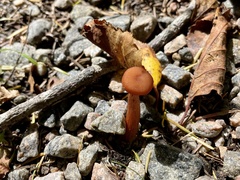 Laccaria bicolor