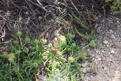 Conicosia pugioniformis