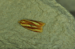 Sparganothis tristriata