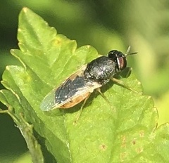 Stratiomyini