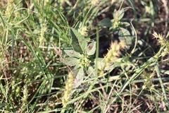 Euphorbia davidii