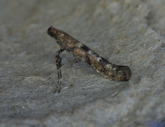 Caloptilia