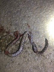 Lampropeltis calligaster