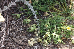 Conicosia pugioniformis