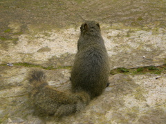 Callosciurus erythraeus