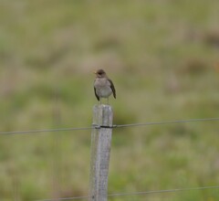 Turdus amaurochalinus