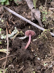 Melanophyllum haematospermum