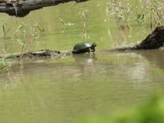 Kinosternon integrum