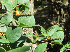 Erythrina breviflora