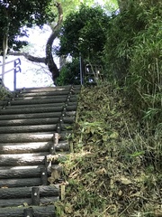 Syrmaticus soemmerringii