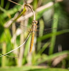 Diplacodes haematodes