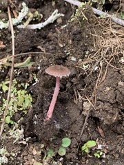 Melanophyllum haematospermum