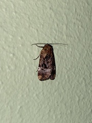 Elaphria chalcedonia