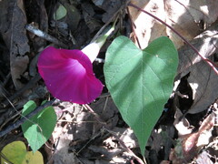 Ipomoea orizabensis orizabensis