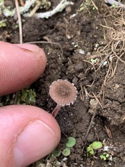 Melanophyllum haematospermum