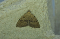 Zanclognatha dentata