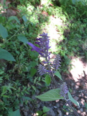 Salvia purpurea