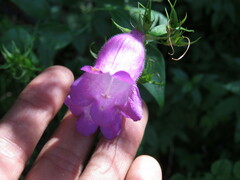 Penstemon tepicensis