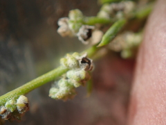 Chenopodium subglabrum