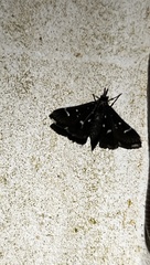 Diathrausta harlequinalis