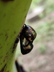 Euploea core