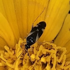 Plagiognathus obscurus