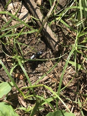 Scarites terricola pacificus