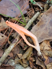 Pseudocolus fusiformis