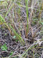 Scleria verticillata