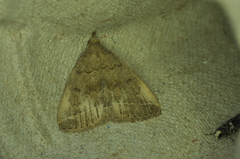 Zanclognatha jacchusalis