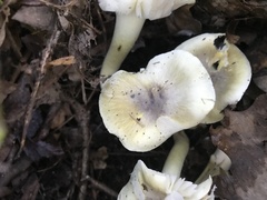 Tricholoma sejunctum