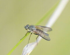Rhagionidae