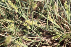 Cenchrus spinifex