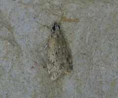 Eudonia heterosalis