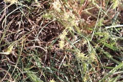 Cenchrus spinifex