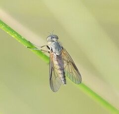 Rhagionidae