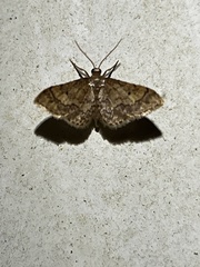 Idaea celtima