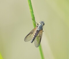 Rhagionidae