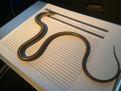 Ophisaurus attenuatus