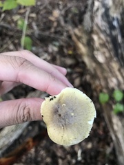 Tricholoma sejunctum