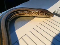 Ophisaurus attenuatus