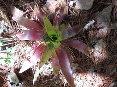 Tillandsioideae