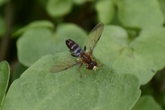 Syrphidae