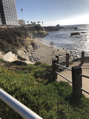 Carpobrotus chilensis
