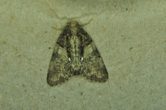 Chytonix palliatricula