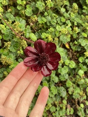 Cosmos atrosanguineus