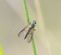 Rhagionidae