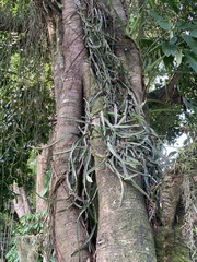 Lepismium cruciforme